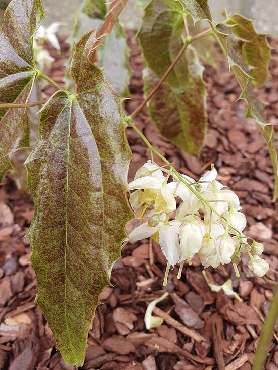 Epimedium Double Cream JAUNUMS 2025